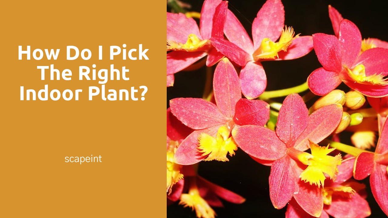 How do I pick the right indoor plant?