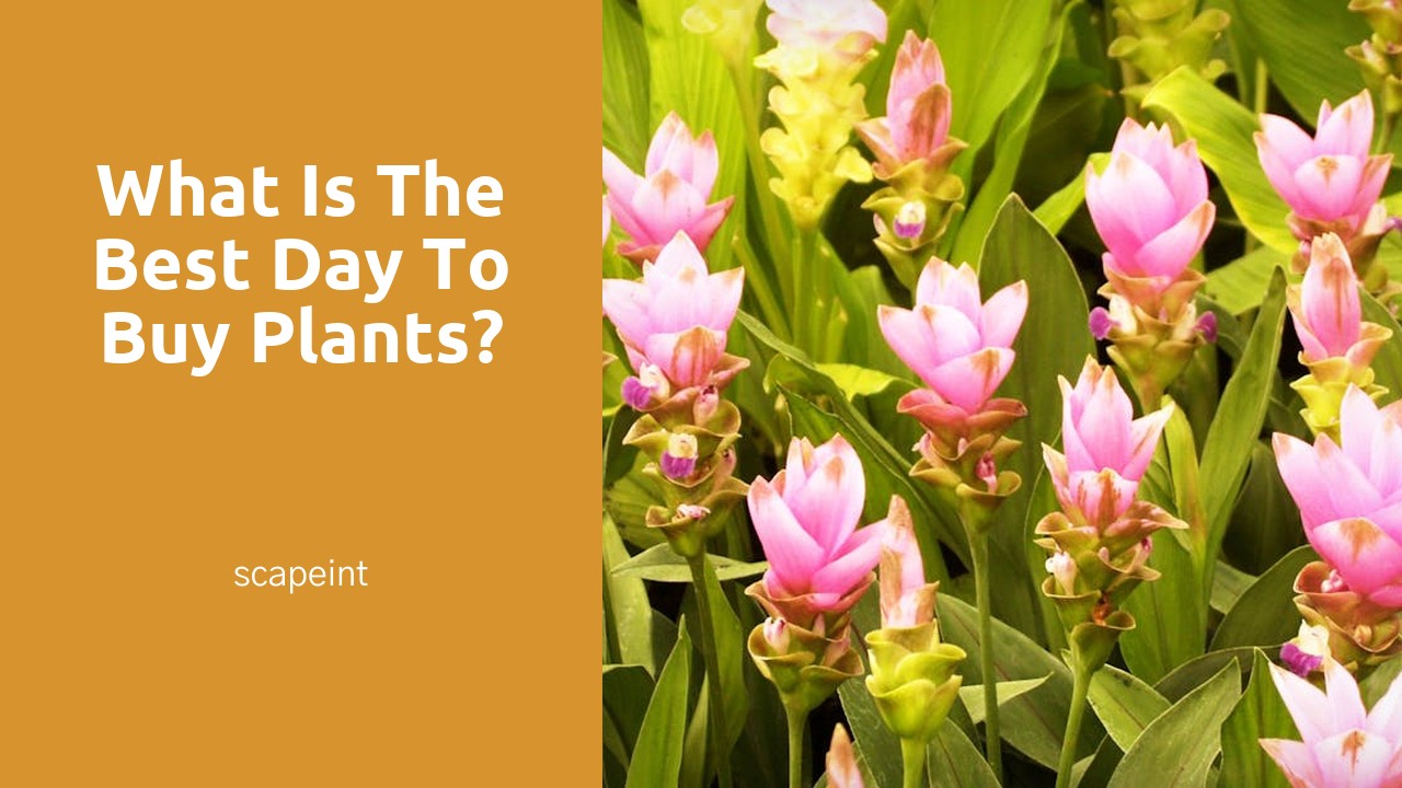 What is the best day to buy plants?